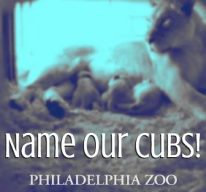 name cubs