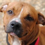 Happening Pets: Finding Furever Homes for Philly’s Animals in Need