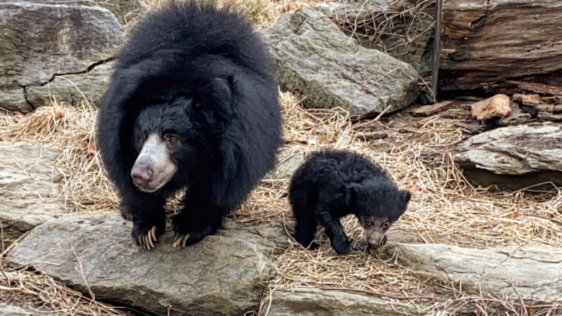 Cub & Kayla outside 2 (1)