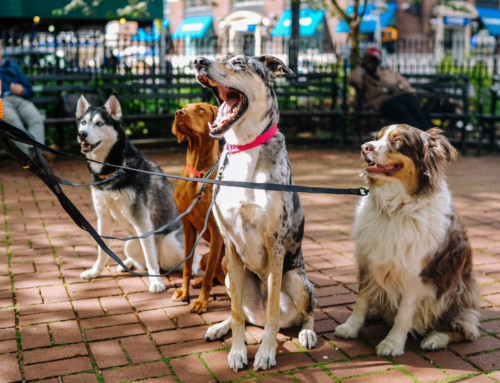 Philly Dog Owner’s Guide | Boarding, Grooming, Parks & More