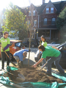 A tree planting along Chestnut St. in Fall 2011. TreePhilly donated 22 trees. 