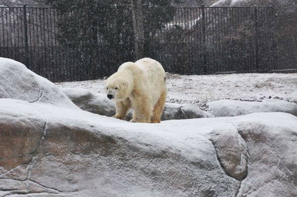 Great shot of the Polar Bears from the Philadelphia Zoo