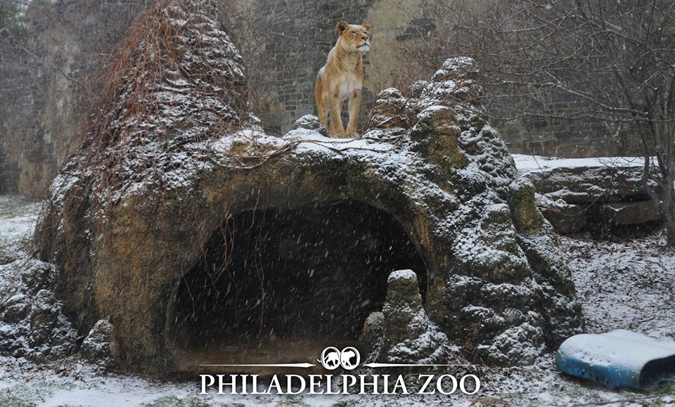 The lions loving the snow at the Philadelphia Zoo. Thank you to the Philadelphia Zoo for sharing