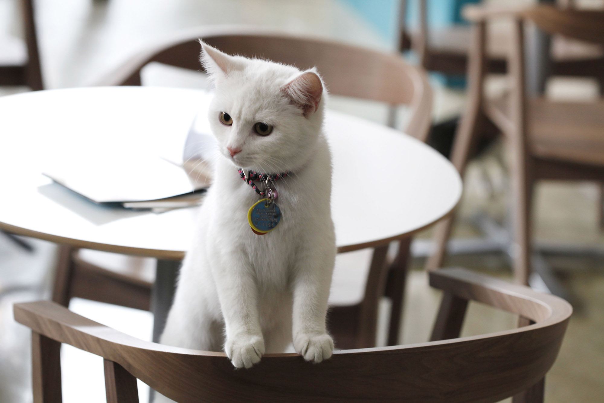  Cat  Caf  to Open in Philly Philly Happening