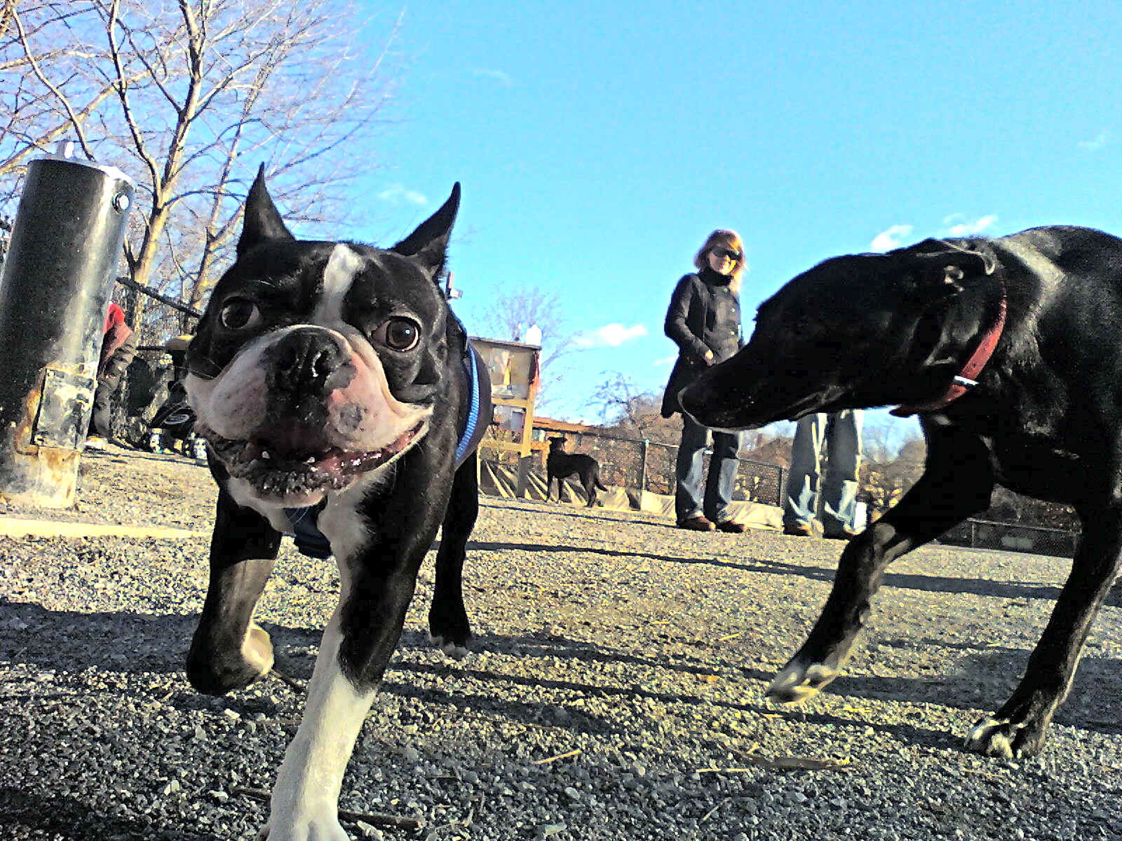 Best Dog Parks in Philadelphia Philly Happening