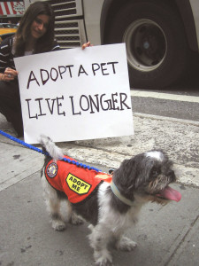adopt pet