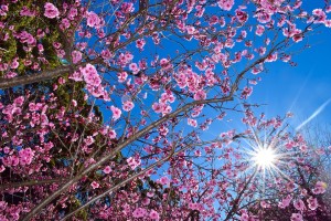cherry-blossom-1037974_960_720