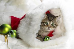 kitten-holidays