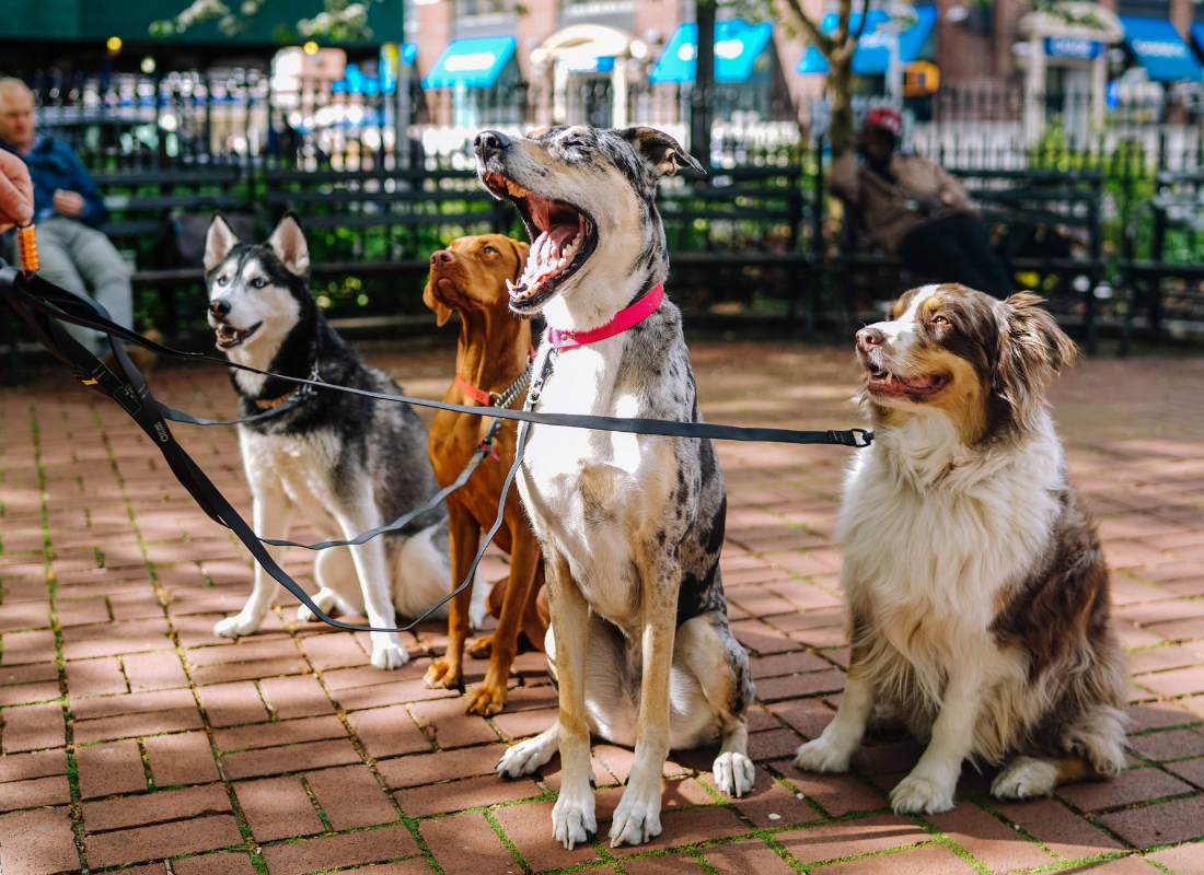 Philly Dog Owner’s Guide | Boarding, Grooming, Parks & More